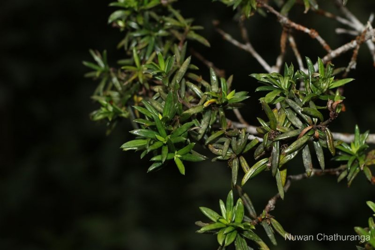 Gaertnera ternifolia Thwaites